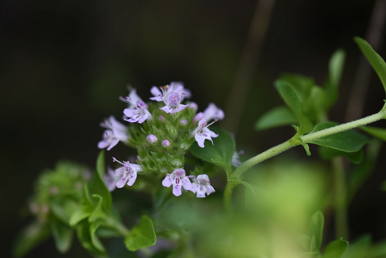 Image of Thymus nummularius specimen.
