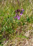 Astragalus subpolaris