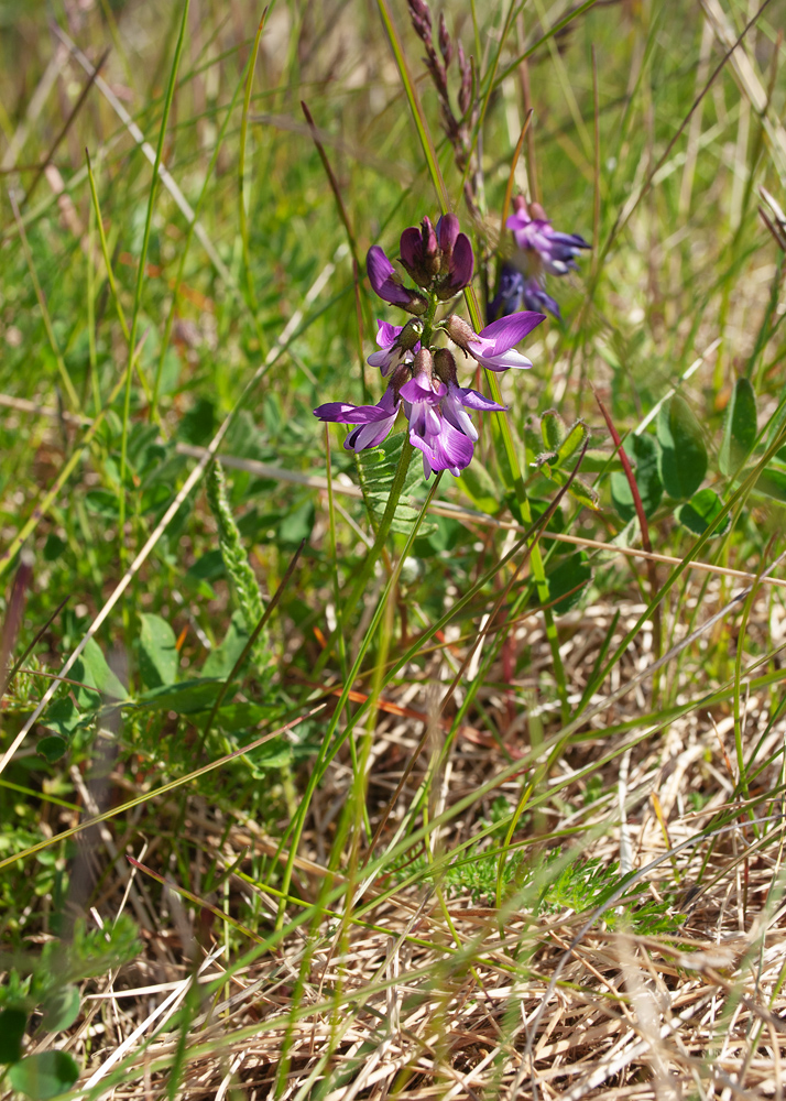 Изображение особи Astragalus subpolaris.