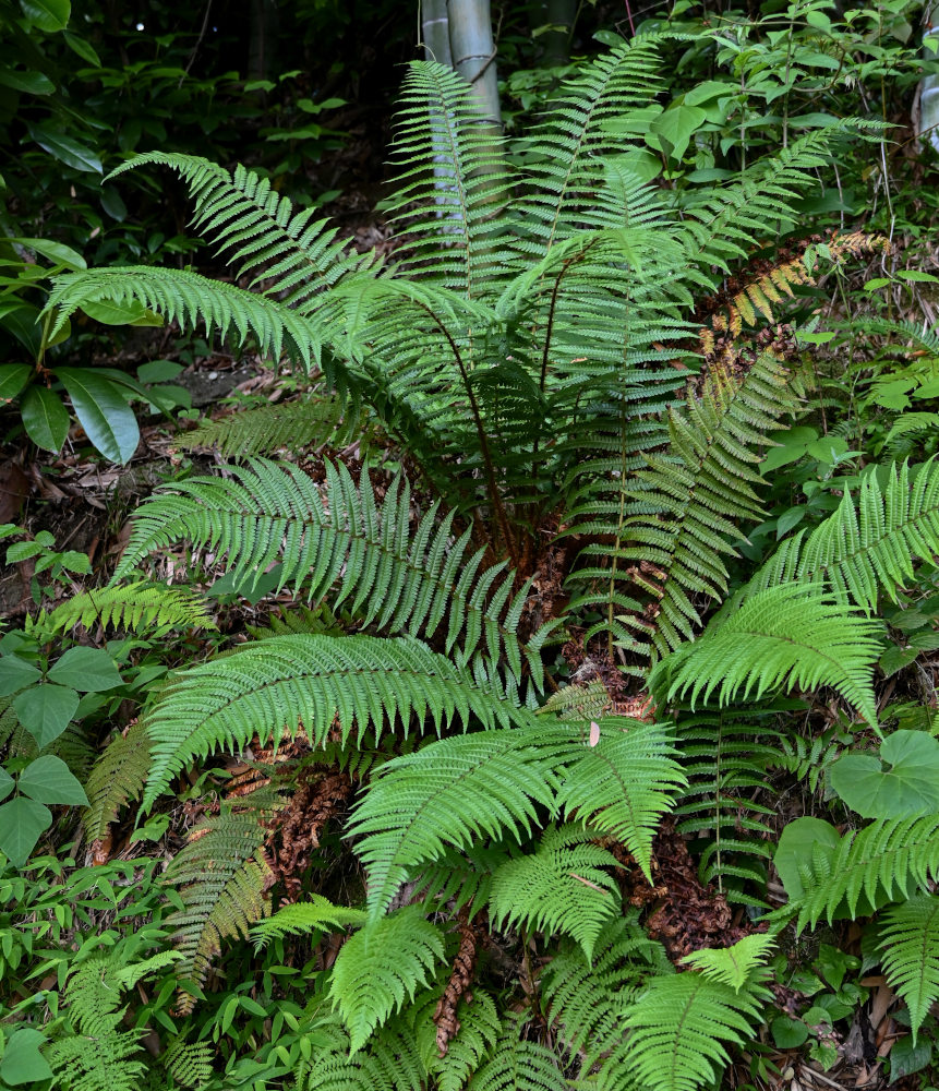 Image of Dryopteris filix-mas specimen.