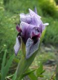 Iris korolkowii