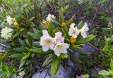 Rhododendron caucasicum. Верхушка побега с соцветием. Карачаево-Черкесия, Карачаевский р-н, Большой Кавказ, ущелье Чунгур-Джар, ур. \"Аэродром\", левый берег реки Чунгур-Джар, ≈ 2690 м н.у.м., задернованная каменисто-щебнистая россыпь, 22.07.2023.