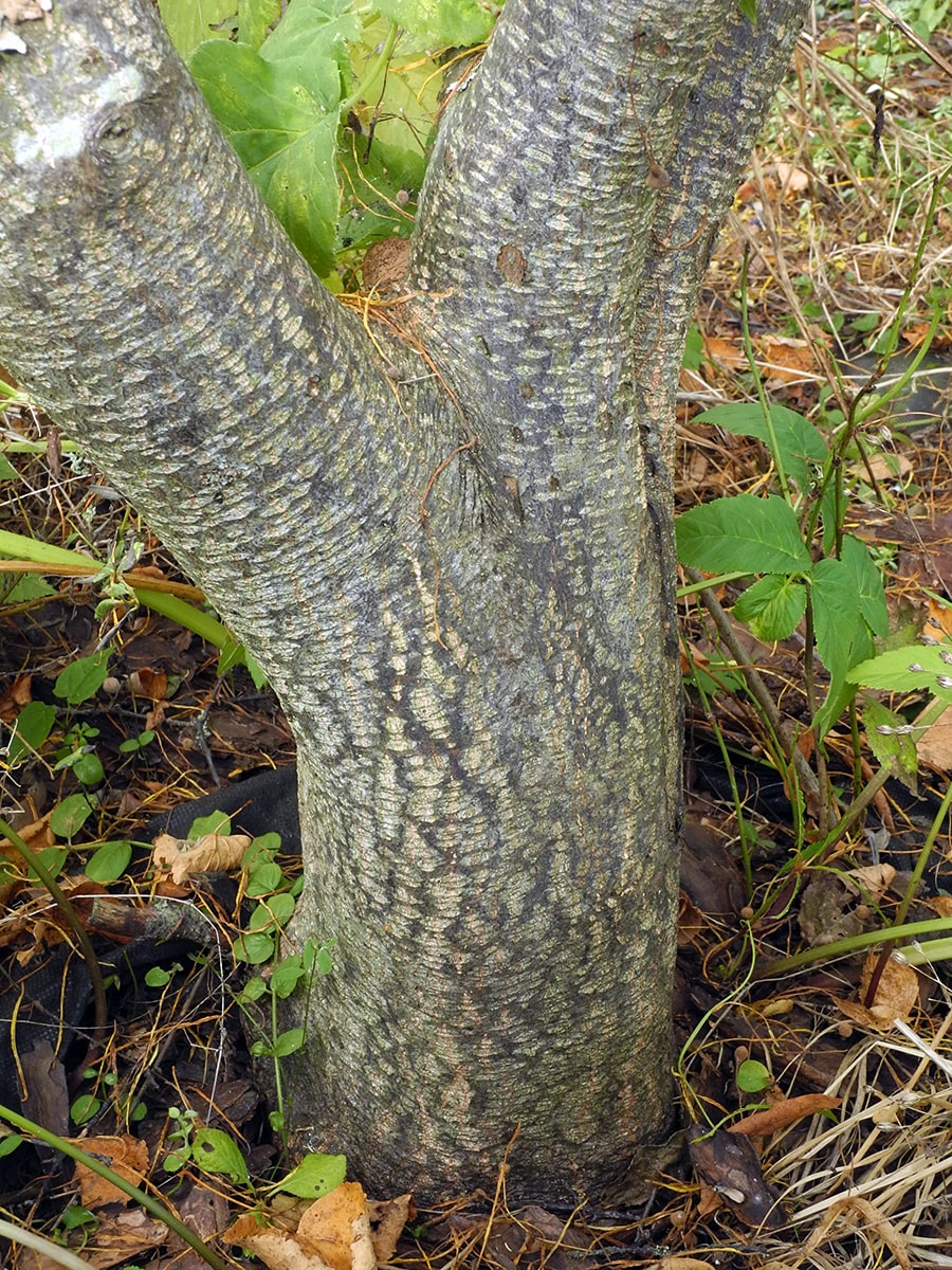Image of Frangula alnus specimen.