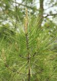 Pinus pityusa. Верхушка ветви с молодыми побегами. Краснодарский край, Черноморское побережье Кавказа, м/о город-курорт Геленджик, окр. пос. Светлый, щель Церковная, можжевеловое редколесье. 6 мая 2017 г.