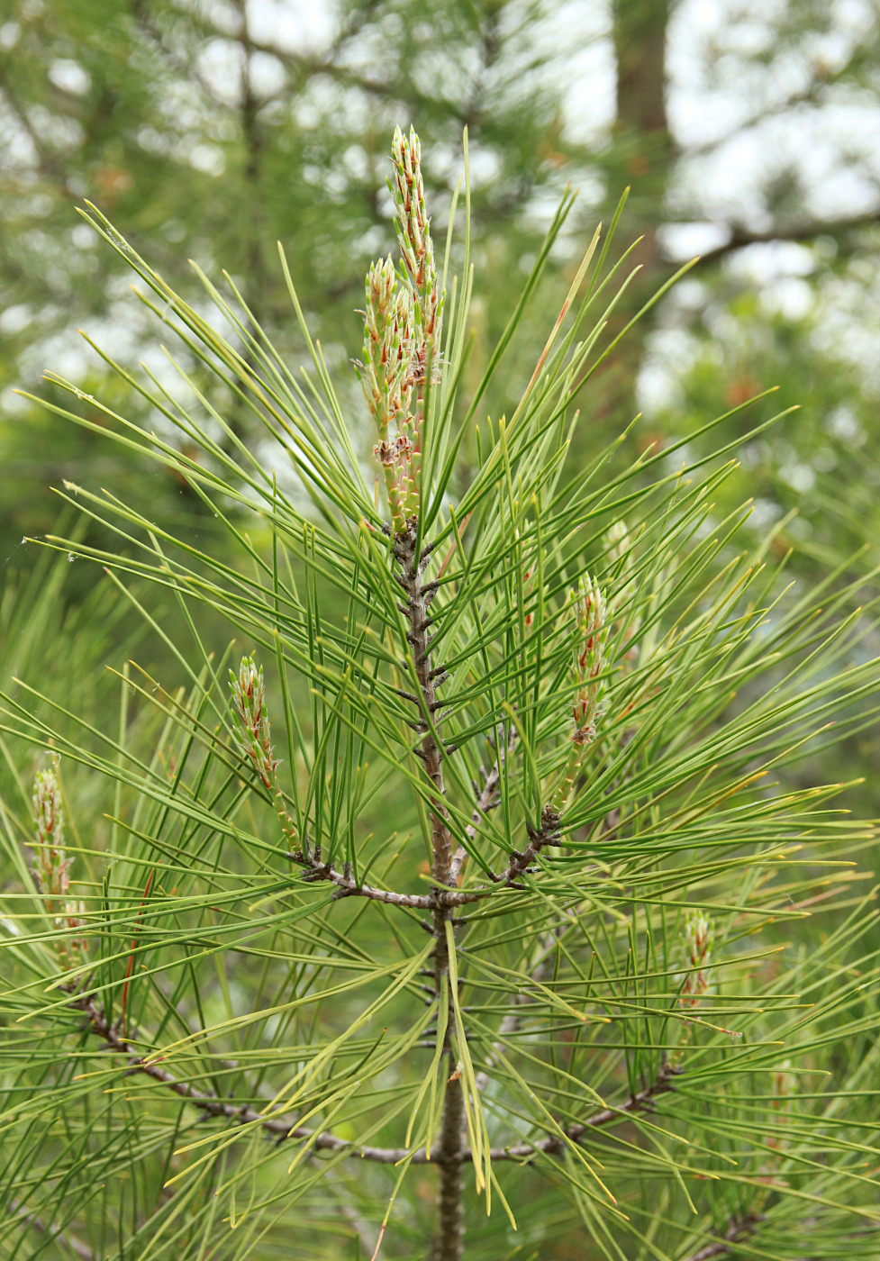 Изображение особи Pinus pityusa.