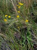 Crepis pannonica