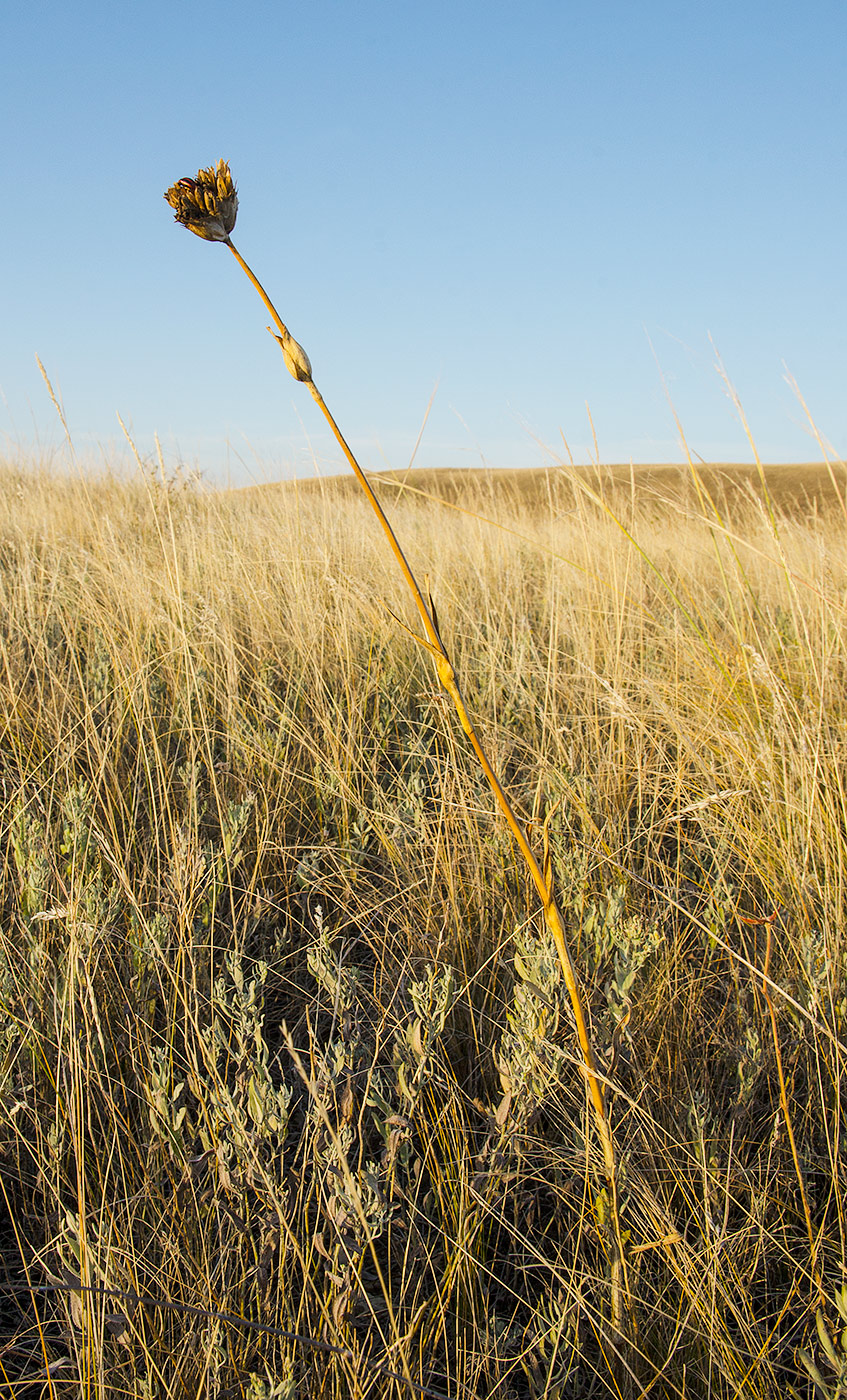 Image of Dianthus andrzejowskianus specimen.