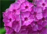 Phlox paniculata. Соцветие. Московская обл., Раменский р-н, окр. дер. Хрипань, садовый участок. 02.08.2023.