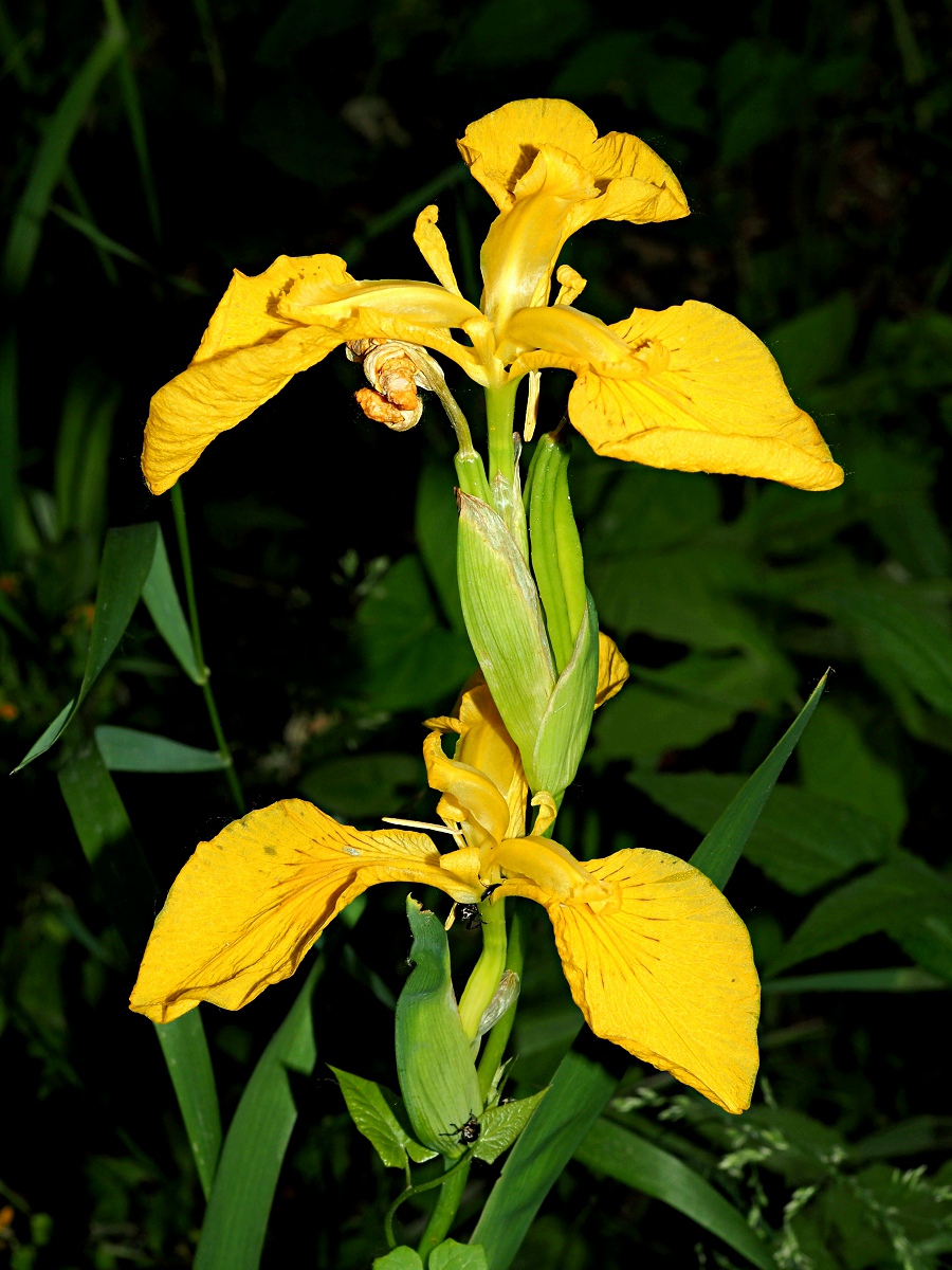 Image of Iris pseudacorus specimen.