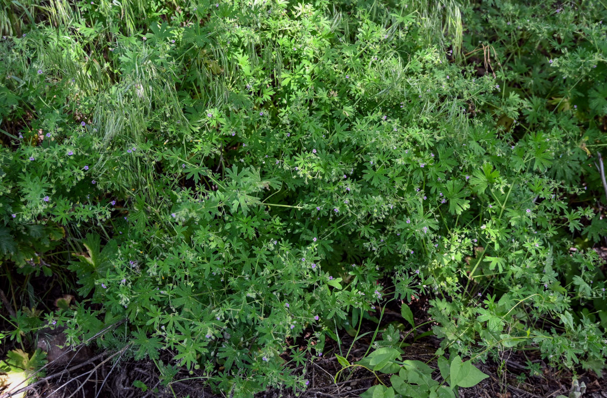 Изображение особи Geranium pusillum.