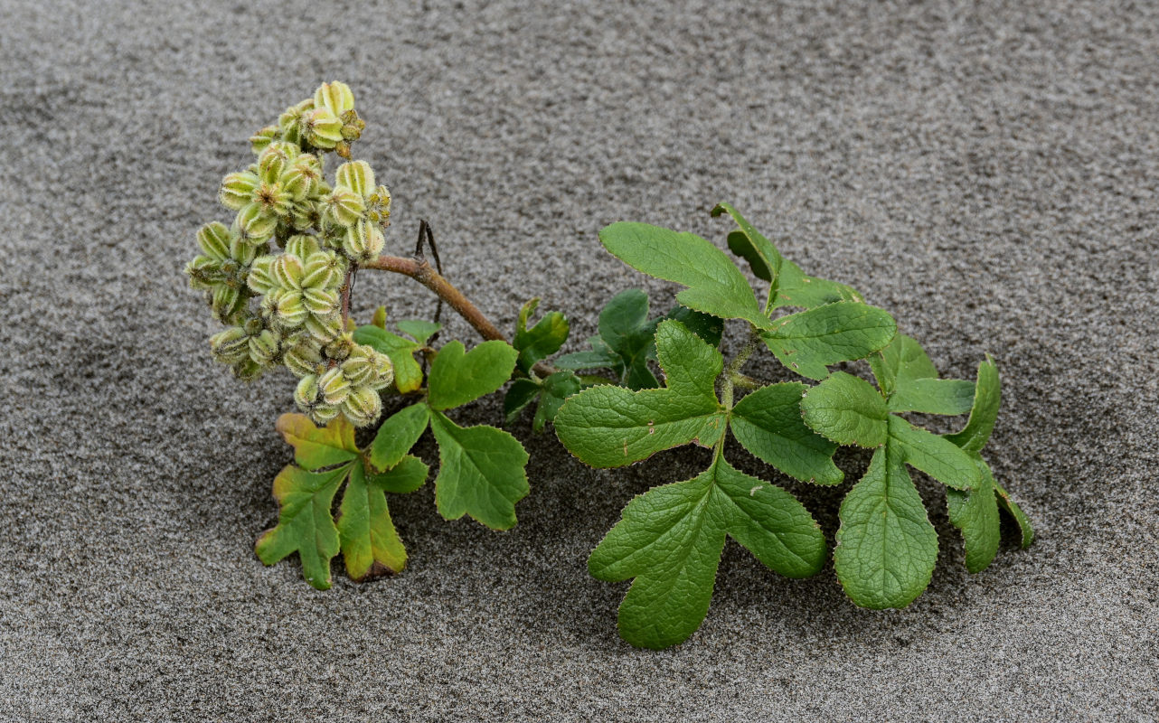 Image of Glehnia litoralis specimen.