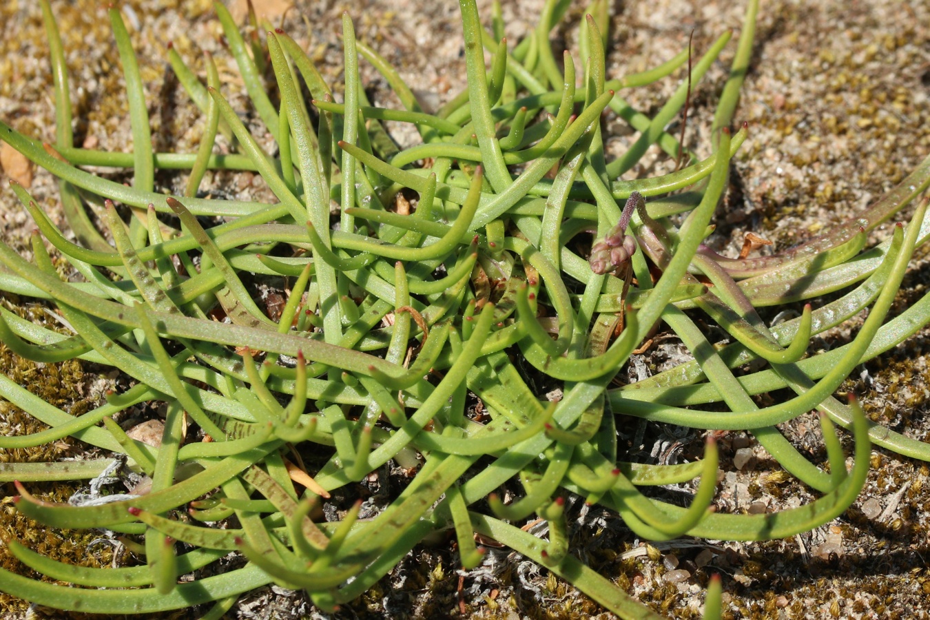 Изображение особи Plantago maritima.