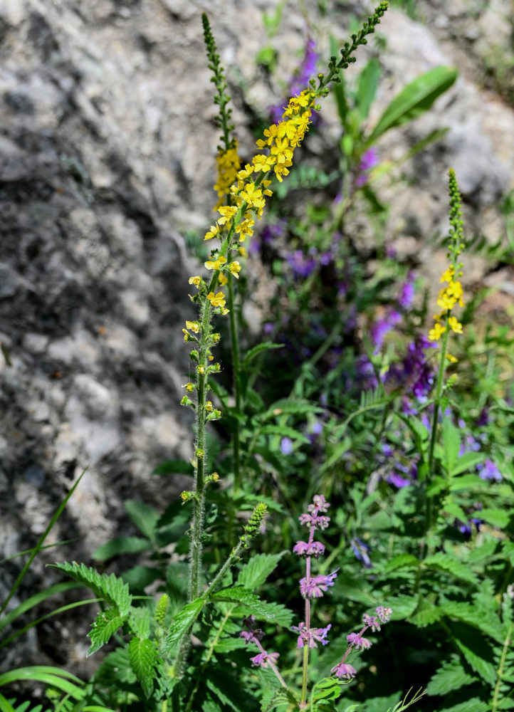 Изображение особи Agrimonia eupatoria.