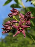Vincetoxicum scandens