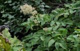 Aralia cordata. Верхушка плодоносящего растения. Курильские о-ва, о-в Итуруп, долина р. Сторожевая, опушка лиственного леса. 20.08.2023.