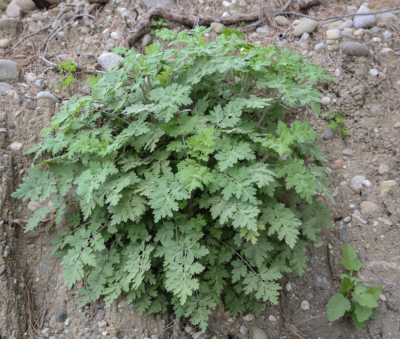 Image of genus Pyrethrum specimen.