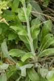 genus Verbascum. Часть побега. Карачаево-Черкесия, Карачаевский р-н, окр. пос. Домбай, дол. р. Алибек, субальпийский луг. 21.06.2024.
