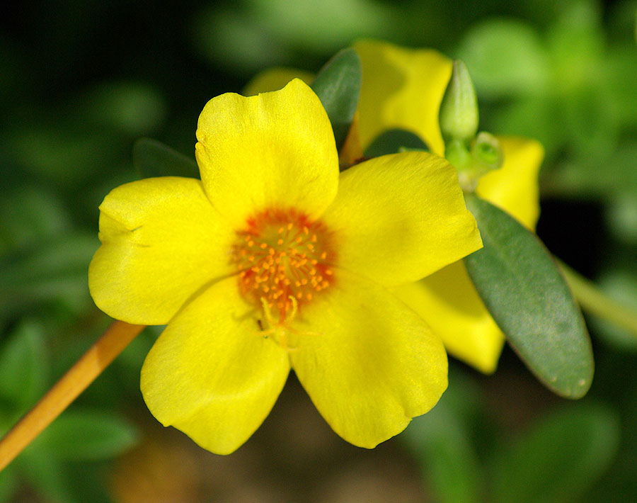 Image of genus Portulaca specimen.