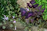 Oxalis triangularis