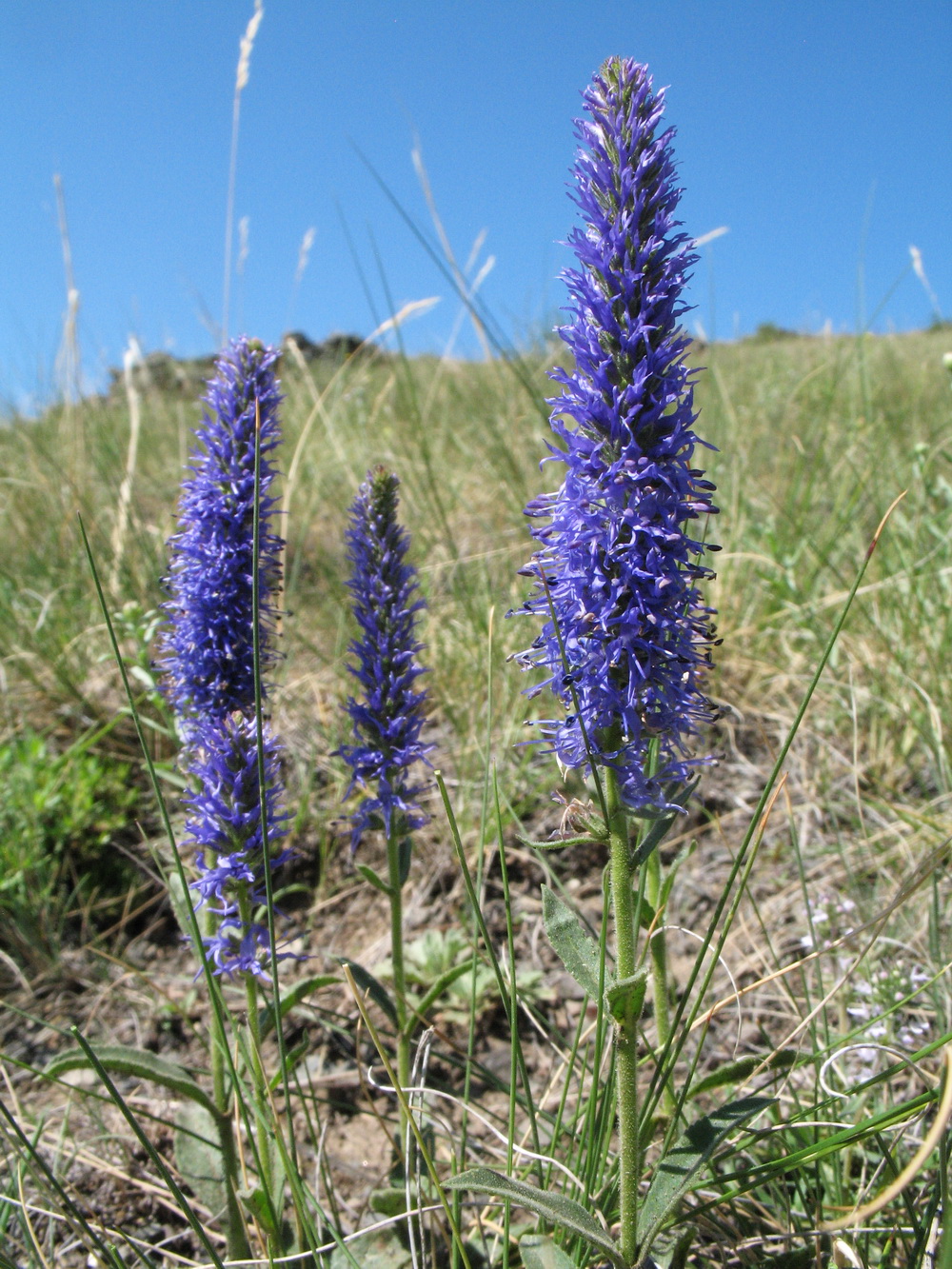 Image of Veronica porphyriana specimen.