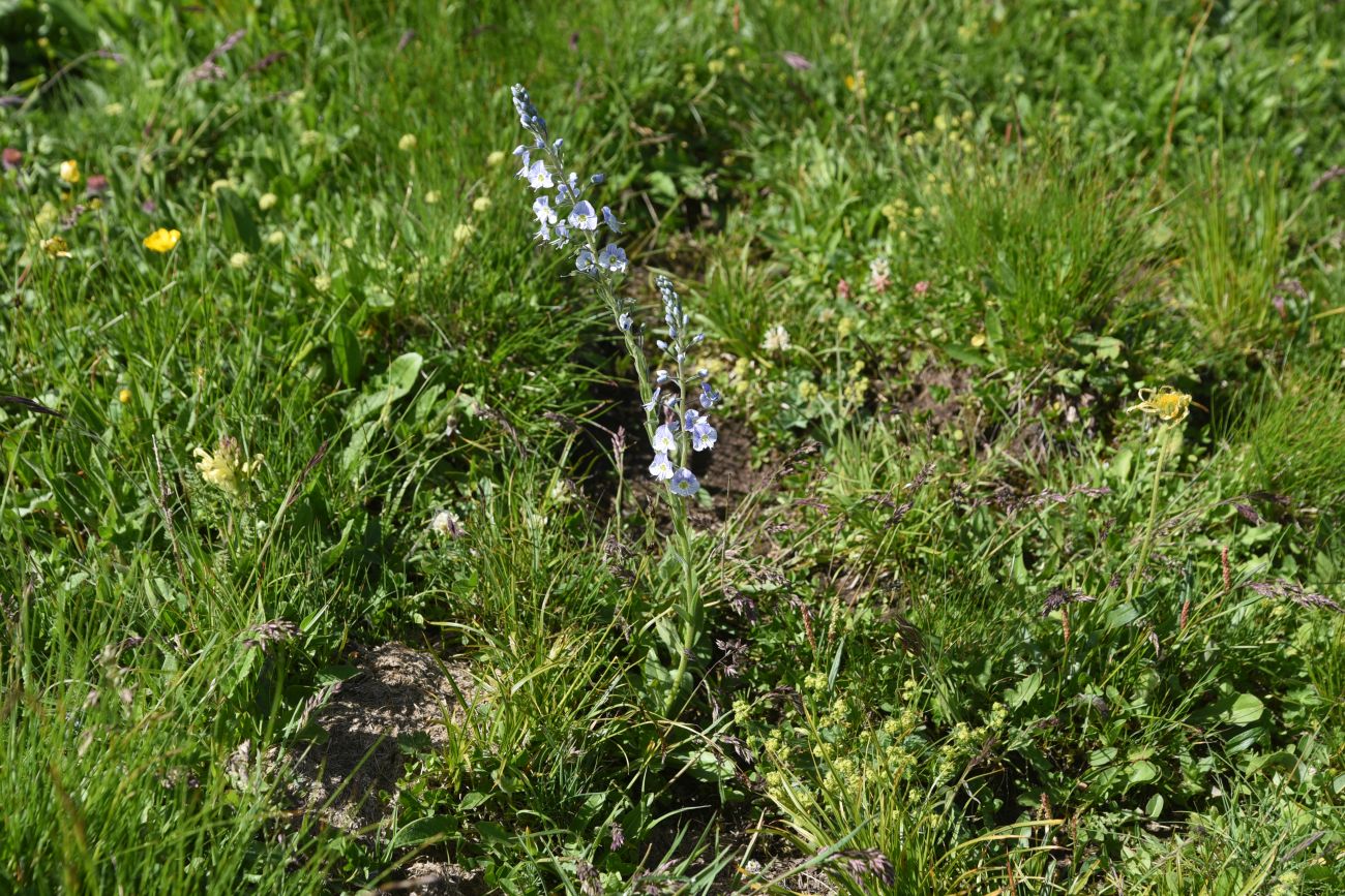 Image of Veronica gentianoides specimen.