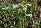 Tripleurospermum inodorum