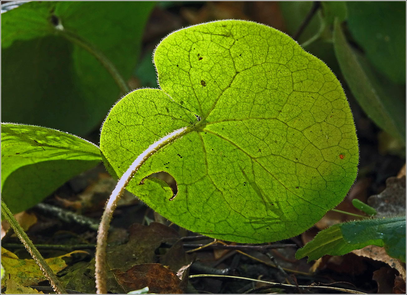 Image of Asarum europaeum specimen.