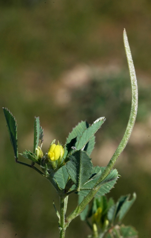 Image of Trigonella geminiflora specimen.