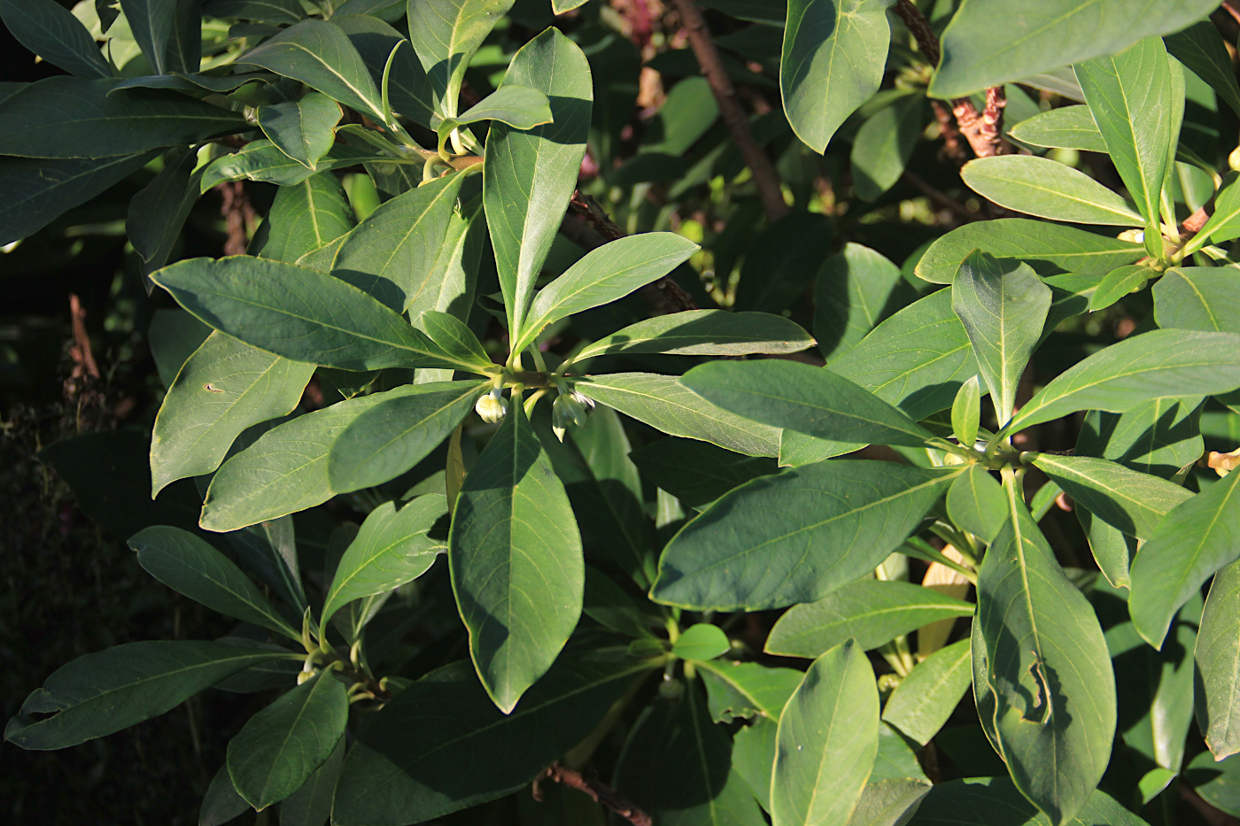 Image of Edgeworthia chrysantha specimen.
