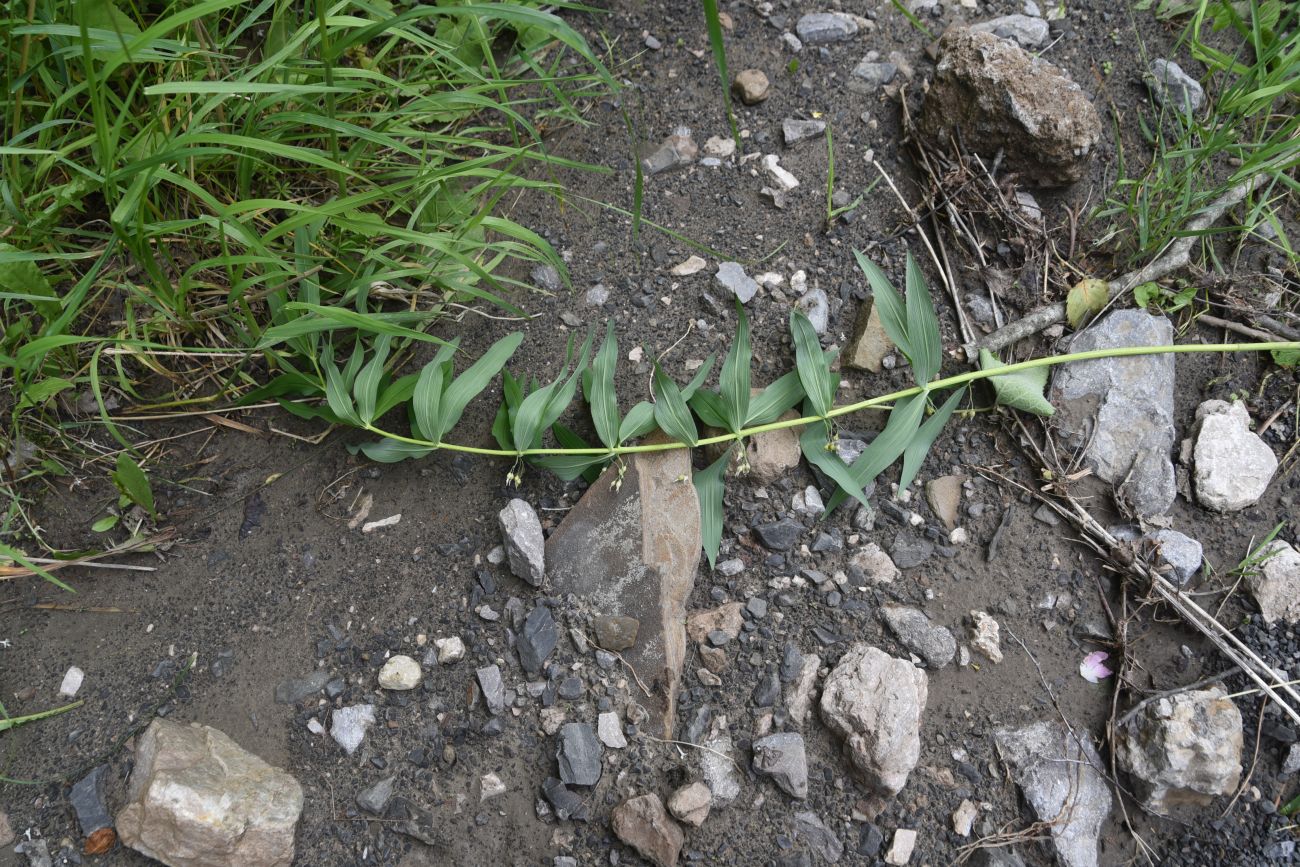 Image of Polygonatum verticillatum specimen.