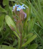 Myosotis palustris. Верхушка цветущего растения. Пермский край, Краснокамский р-н, окр. пос. Оверята, разнотравный луг. 21.05.2024.