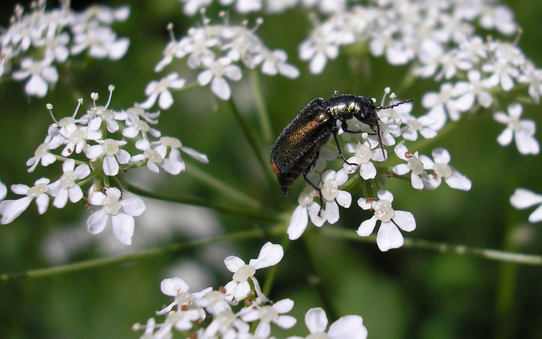 Изображение особи Anthriscus sylvestris.