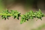 Atriplex calotheca. Часть побега с соплодиями. Ленинградская обл., Кингисеппский р-н, окр. дер. Выбье; берег Финского залива, песчаный пляж за рощицей Pinus sylvestris, зона заплеска. 04.08.2024.