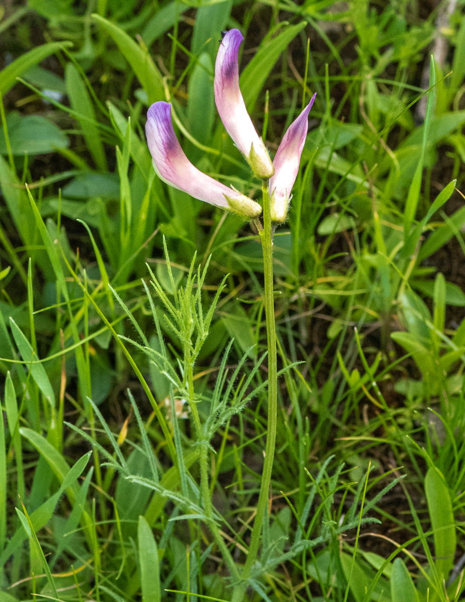Image of Vicia subvillosa specimen.