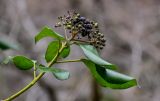 Hedera colchica. Верхушка побега с соплодием. Краснодарский край, Сочи, Хостинский р-н, Агурское ущ., широколиственный лес. 14.03.2025.