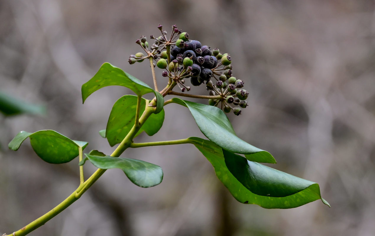 Image of Hedera colchica specimen.