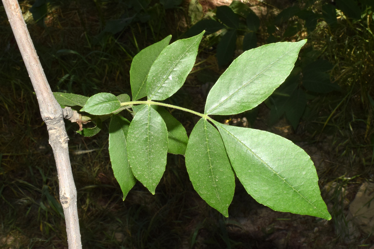 Image of genus Fraxinus specimen.