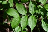 Lathyrus vernus. Лист (вид на адаксиальную сторону). Москва, Лесная опытная дача РГАУ-МСХА им. К. А. Тимирязева, широколиственный лес. 22 мая 2025 г.