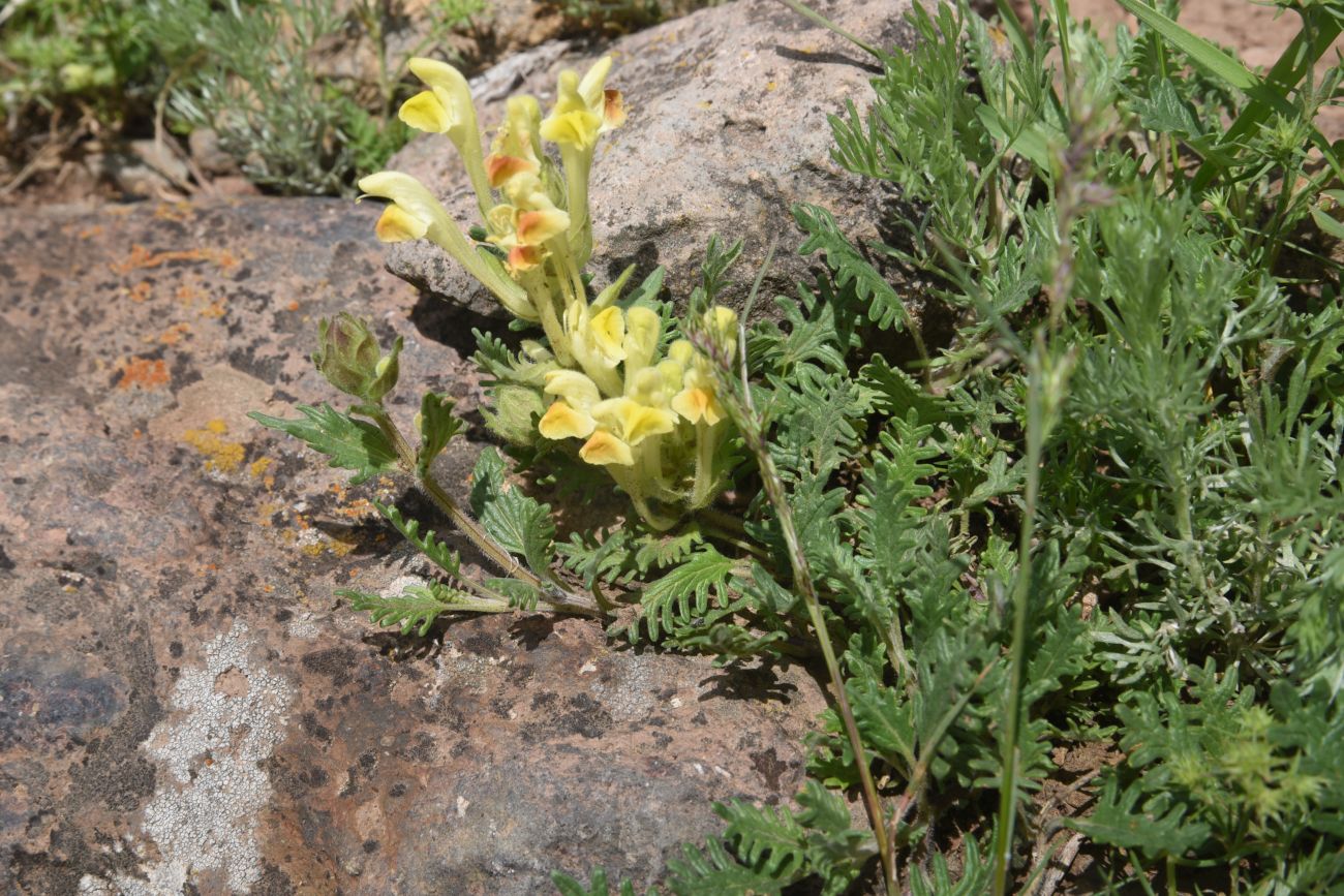 Image of genus Scutellaria specimen.