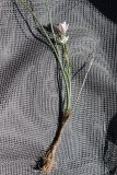Lloydia serotina