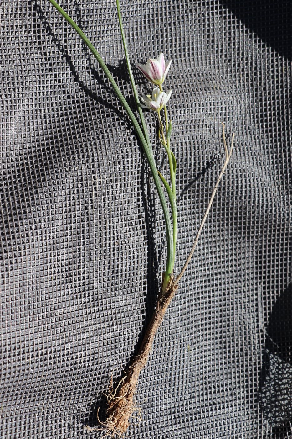 Image of Lloydia serotina specimen.