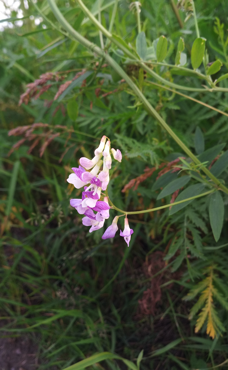 Image of genus Vicia specimen.