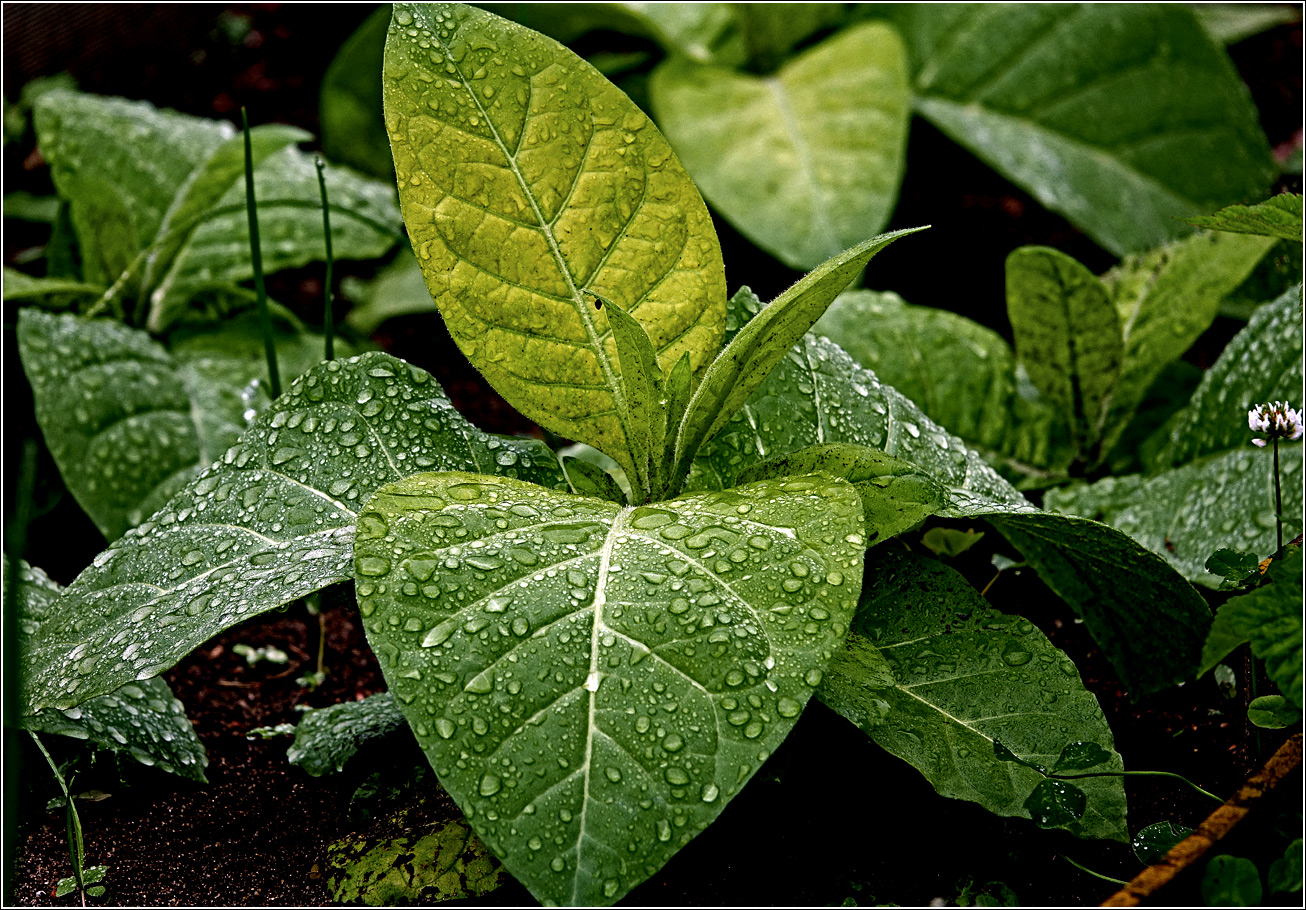 Изображение особи Nicotiana tabacum.