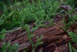 Lycopodium annotinum