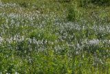 Eriophorum angustifolium