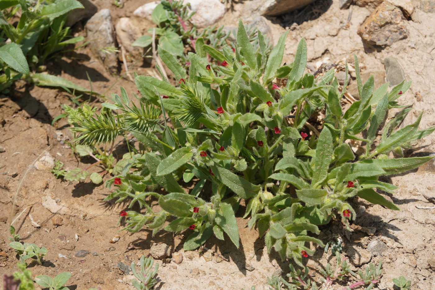 Image of Nonea caspica specimen.