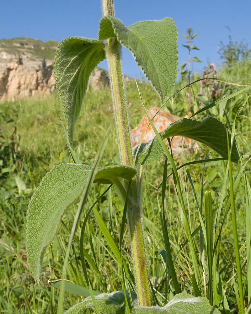 Image of Stachys germanica specimen.