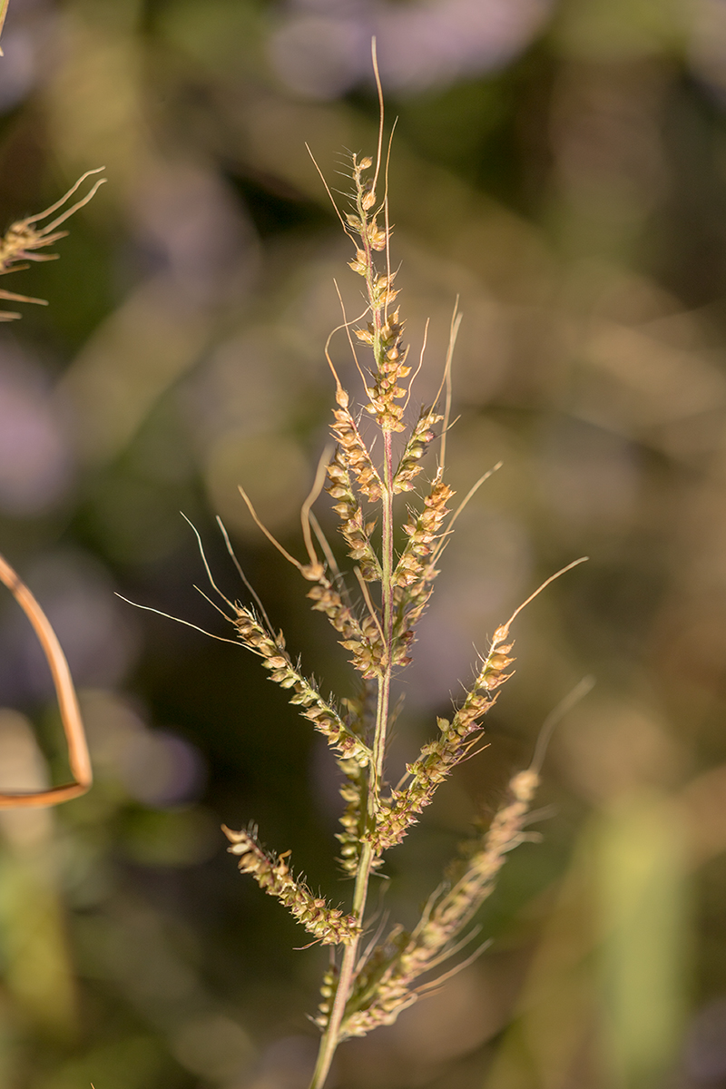 Image of Echinochloa crus-galli specimen.