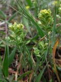 Alyssum turkestanicum variety desertorum. Цветущие и плодоносящие растения. Южный Берег Крыма, зап. склон п-ова Меганом. 4 апреля 2011 г.