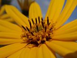 Helianthus tuberosus